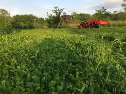 Planning And Hunting Food Plots In The South Muddy Outdoors