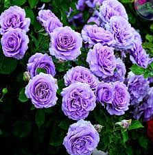 purple climbing rose bush hardy zones 3