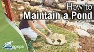 How To Maintain Water Gardens, Ponds, Water Features - YouTube