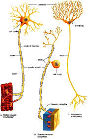 nervous system nervous tissue
