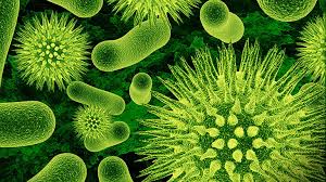 Resultado de imagen para bacterias
