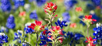 Salvia farinacea with proper care can bloom steadily for up to five years. Learn About Texas Wildflowers In Spring The Light Lab