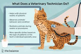 Veterinary Technician Job Description: Salary, Skills, & More