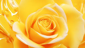 yellow rose background images hd