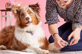 how to trim a dog s nails at home step