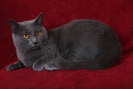 chartreux cat brit