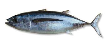 albacore tuna fish species of new