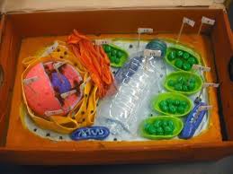 Create a 3d diorama analogy model of the cell assigned. Plant Or Animal Cell Project Models