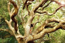 how to climb trees wild things publishing