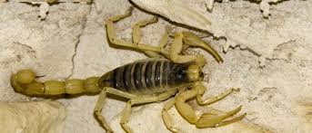 are smaller scorpions more dangerous