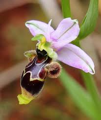 Ophrys scolopax - Wikipedia