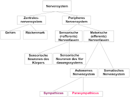 Das nervensystem (lateinisch systema nervosum) umfasst die gesamten nervenzellen und gliazellen eines organismus im gemeinsamen zusammenhang. Freies Lehrbuch Biologie 05 03 Das Vegetative Nervensystem Und Stress