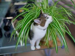 Plants and flowers bad for cats. 11 Pet Friendly Houseplants Safe For Cats And Dogs