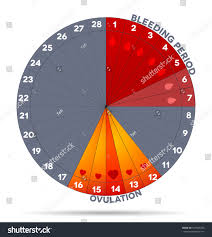Menstrual Cycle Graphic Average Menstrual Cycle Stock