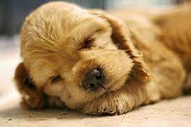 only the cutest sleeping puppy photos