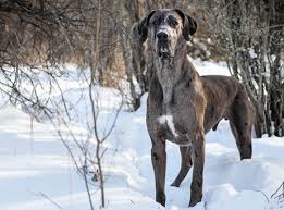 Great danes do a lot of growing and so it is important to ensure that your dog is properly nourished as a puppy and into adulthood to avoid developmental disorders. Great Dane Puppies For Sale In South Dakota Sd Purebred Great Danes Puppy Joy