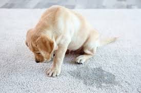 how to remove pet urine on carpet
