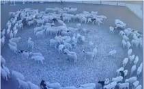 Risultati immagini per video delle pecore in tondo....