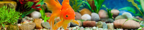 Instantly check availability or try our name generator. 200 Most Popular Fish Names 100 Boy 100 Girl Petset Com