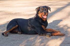 is my rottweiler overweight or obese