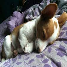 Qr code link to this post. Free Chihuahua Puppies Craigslist Petsidi