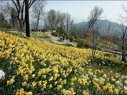 bauer daffodil gardens daffodil