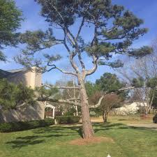 North star tree service, llc, (nsts) is a specialized tree care company serving clients across metro atlanta. Mcilwain Sons Tree Service Home Facebook