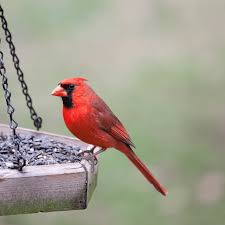 birds to your backyard bird feeder