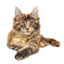 Cats that live outdoors have the shortest lifespan, due to some cat owners will simply find their cat dead without any indication of symptoms. What Is Hcm Goddard Veterinary Group