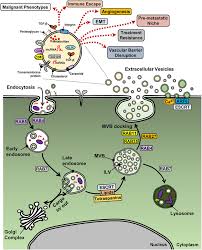 Frontiers Extracellular Vesicles And