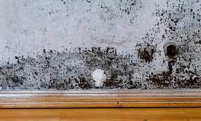 Mold Removal Cost In Toronto