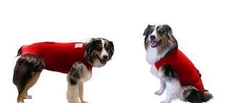 Cheap Back Legs Dogs Find Back Legs Dogs Deals On Line At