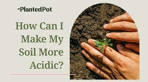How To Make Soil Acidic Creating The