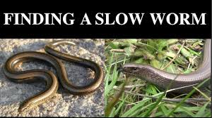 slow worm habitat finding slow worms