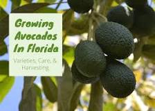 Why don t Hass avocados grow in Florida?