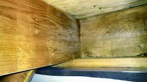 mold removal from floor joists