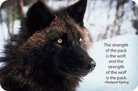 Image result for wolf pics