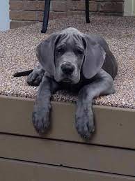 The origins of the great dane go nearly as far back as any other dog breed. Great Dane Puppies Virginia Beach Petsidi