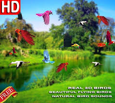 flying bird hd wallpaper