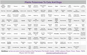 Plants Poisonous To Cats And Dogs Found