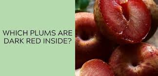 Should plums be red inside?