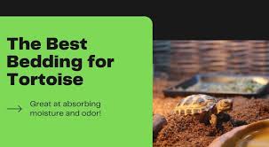 The Best Bedding For Tortoise Turtleholic