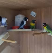 Introduction while cage birds are still less popular pets than cats or dogs, for those in the know there really is no substitute. Budgies Love Birds 29 Photos Pet Supplies Scarboro Scarborough Uk