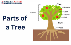 parts of a tree names and their functions