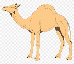 Download high quality camel clip art from our collection of 41,940,205 clip art graphics. Camel 4 Free Vector Clip Art Of Camel Hd Png Download 800x650 33892 Pngfind