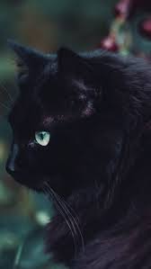 Fluffy Black Cat Hd Wallpaper Iphone 5