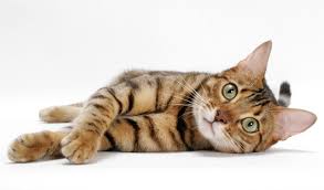 Don't miss what's happening in your meet caesar!caesar is a purebred, black gold spotted tabby bengal cat with rosettes(certified purebred papers on hand)caesar is a very, v. Bengal Cat Breed Information