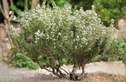Image search result for "how to plant thyme"