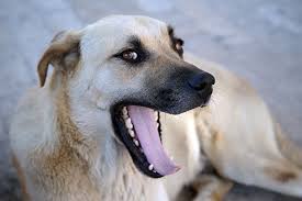 does your dog have bad breath here s