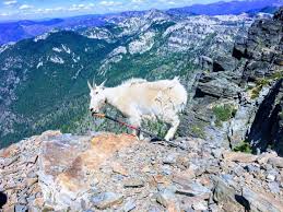 scotchman peak mountain goats